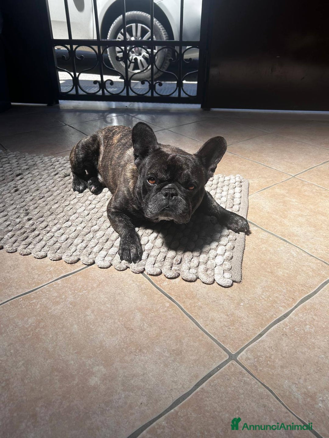 Bulldog Francese cani in regalo: King tenerissimo bulldog francese - Annuncio 3