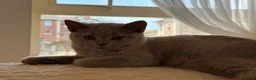British gatti in vendita: Quattro piccoli British cercano casa 🐾 - Annuncio 14
