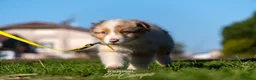Australian Shepherd cani in vendita: Australian Shepherd  - Annuncio 26