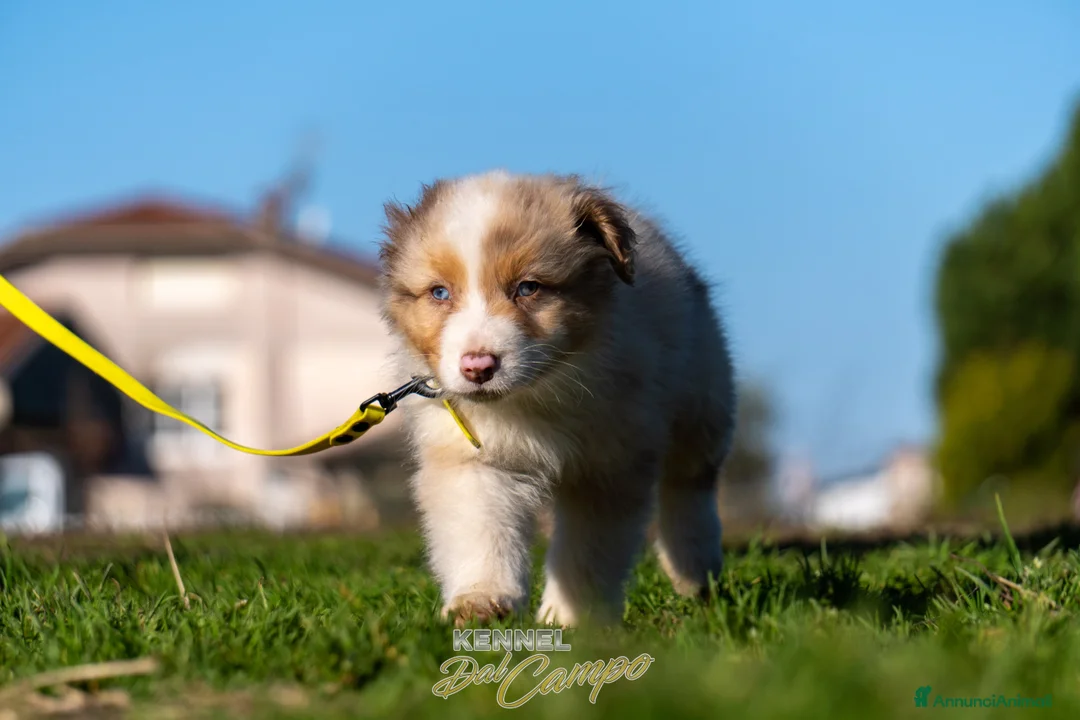 Australian Shepherd cani in vendita: Australian Shepherd  - Annuncio 26