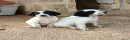 Setter Inglese cani in vendita: Setter inglese  - Annuncio 6