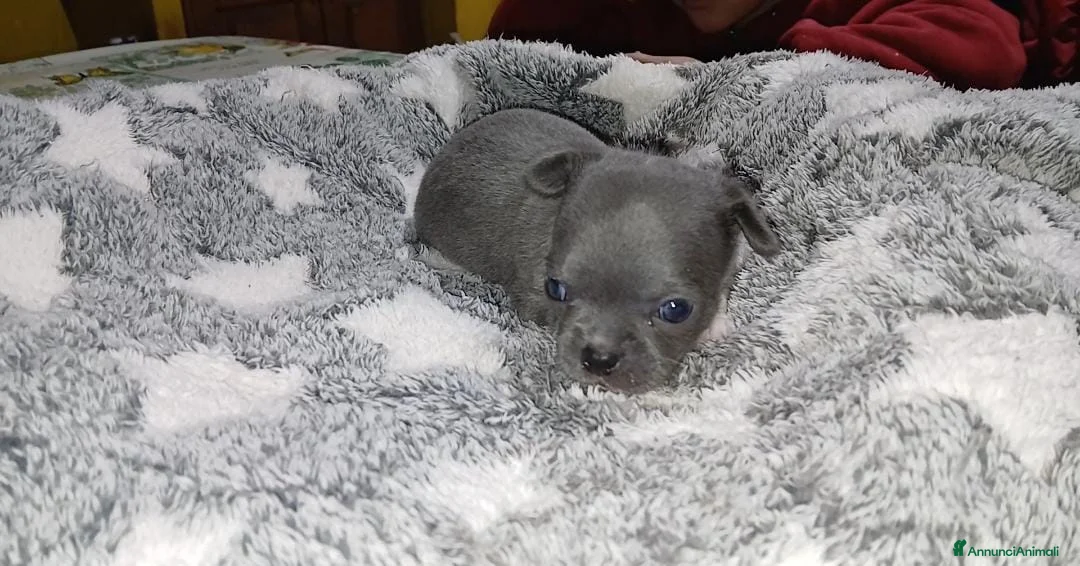 Chihuahua cani in vendita: Cuccioli chihuahua toy occhi azzurri - Annuncio 3