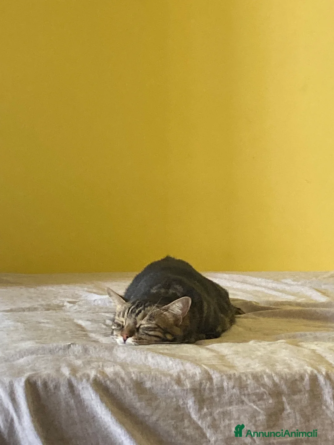 Europeo gatti in regalo: Gatto maschio adulto (sterilizzato) - Annuncio 16