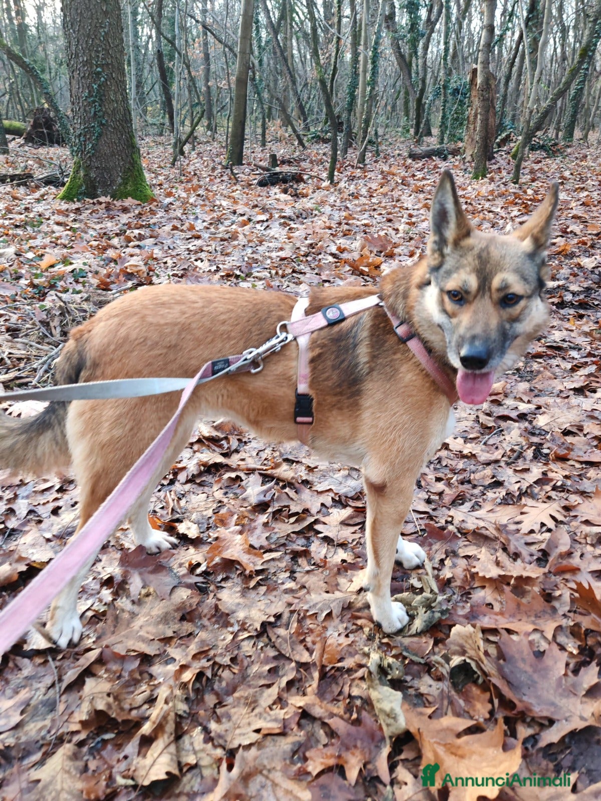 Meticcio cani Anais, la nostra splendida lupetta a Città metropolitana di Milano - Annuncio 10