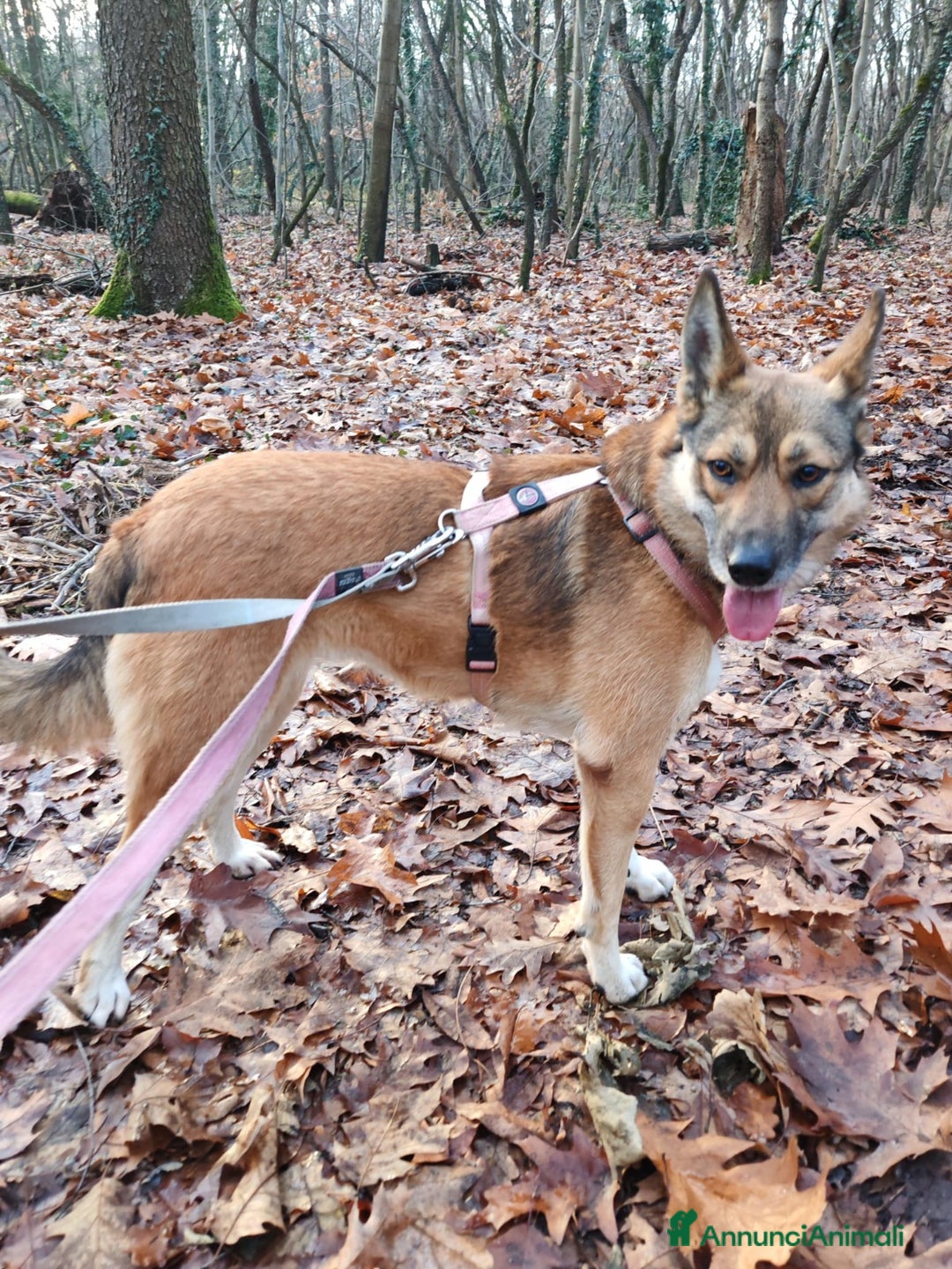 Meticcio cani in regalo: Anais, la nostra splendida lupetta a Città metropolitana di Milano - Annuncio 1