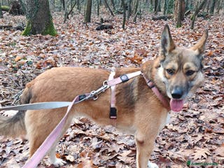 Meticcio cani Anais, la nostra splendida lupetta a Città metropolitana di Milano - Annuncio 10