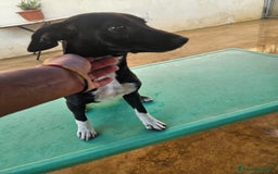 Meticcio cani in regalo: Beatrice: cucciolotta taglia contenuta socievole  a Città Metropolitana di Genova - Immagine 15