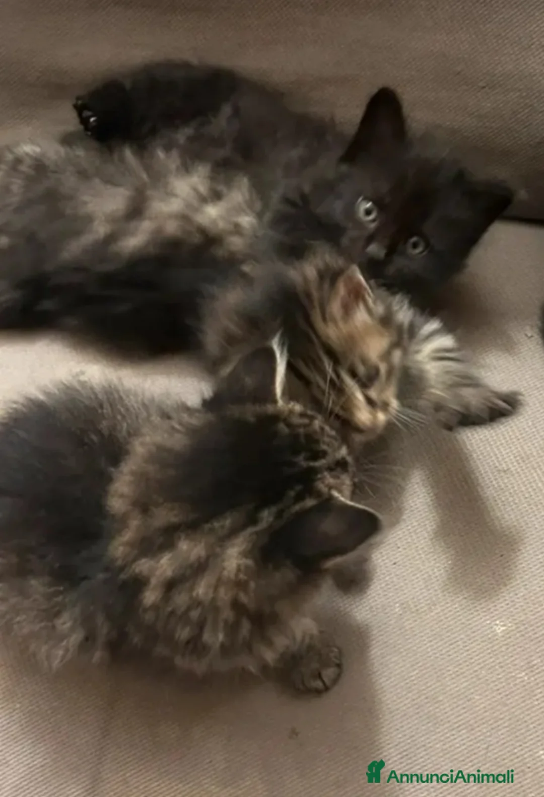 Altre razze gatti in vendita: Gattini pelo lungo norvegese  - Annuncio 2