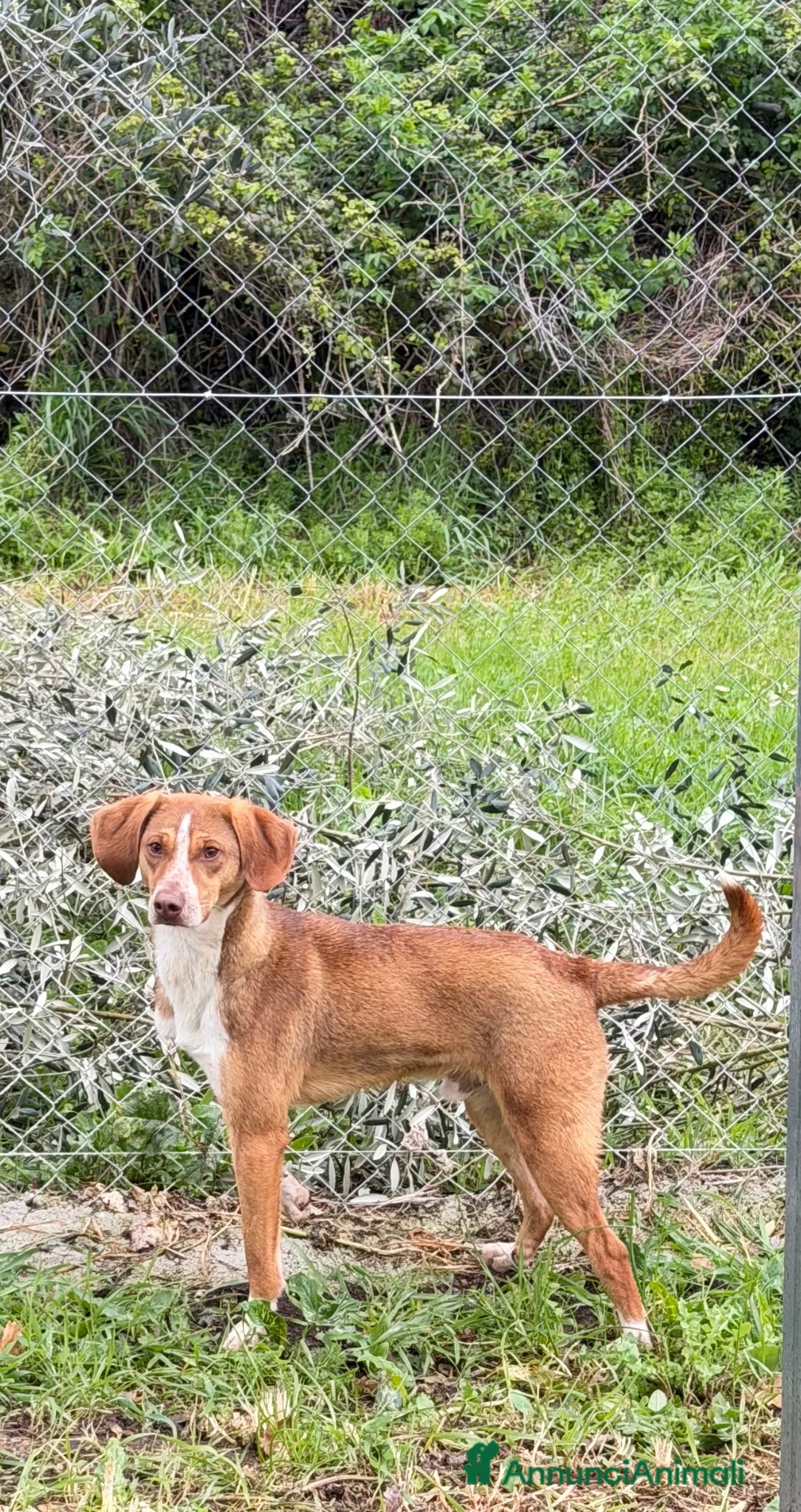 Meticcio cani Pangy - Annuncio 2