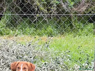 Meticcio cani Pangy - Annuncio 2