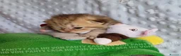 Scottish gatti in vendita: Cuccioli Scottish Fold e Straight a Provincia di Reggio Emilia - Annuncio 37