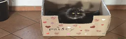 Persiano gatti in vendita: Cuccioli gatto persiano  a Provincia di Bergamo - Annuncio 2