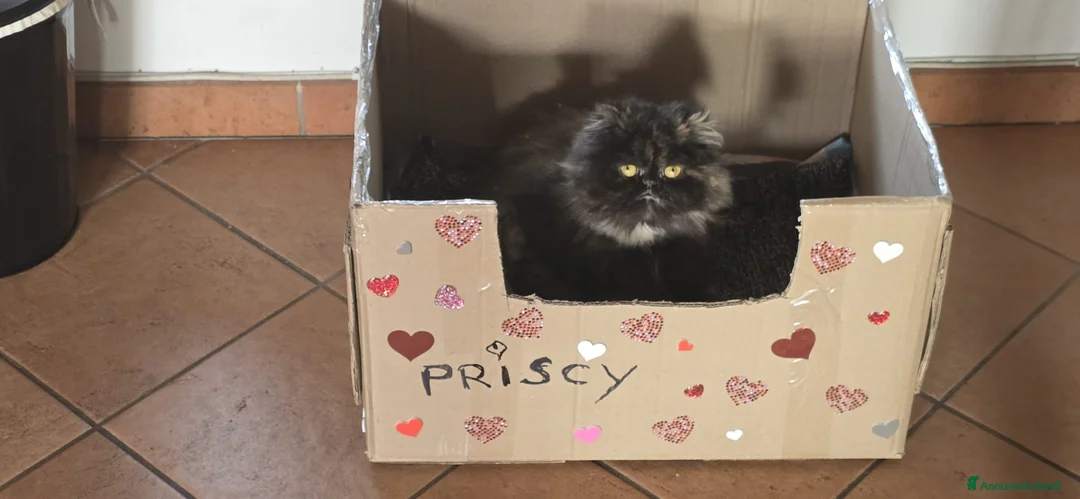 Persiano gatti in vendita: Cuccioli gatto persiano  a Provincia di Bergamo - Annuncio 2