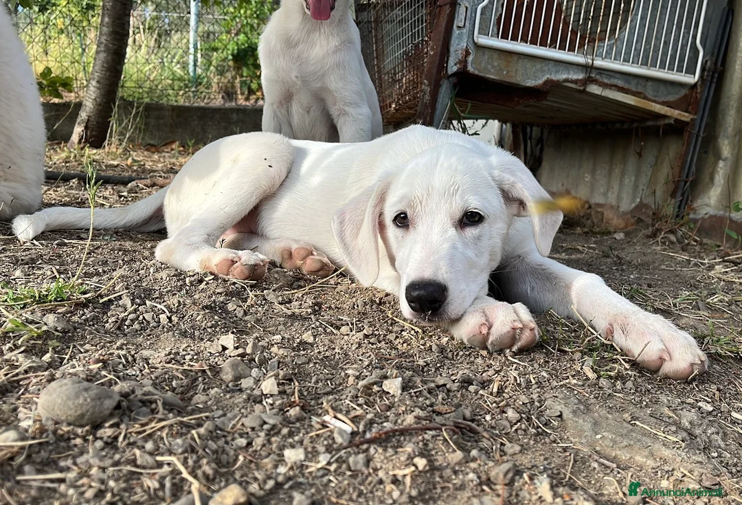 Pastore Maremmano cani in regalo: 3 cuccioli meravigliosi 3 mesi taglia medio grand - Annuncio 5