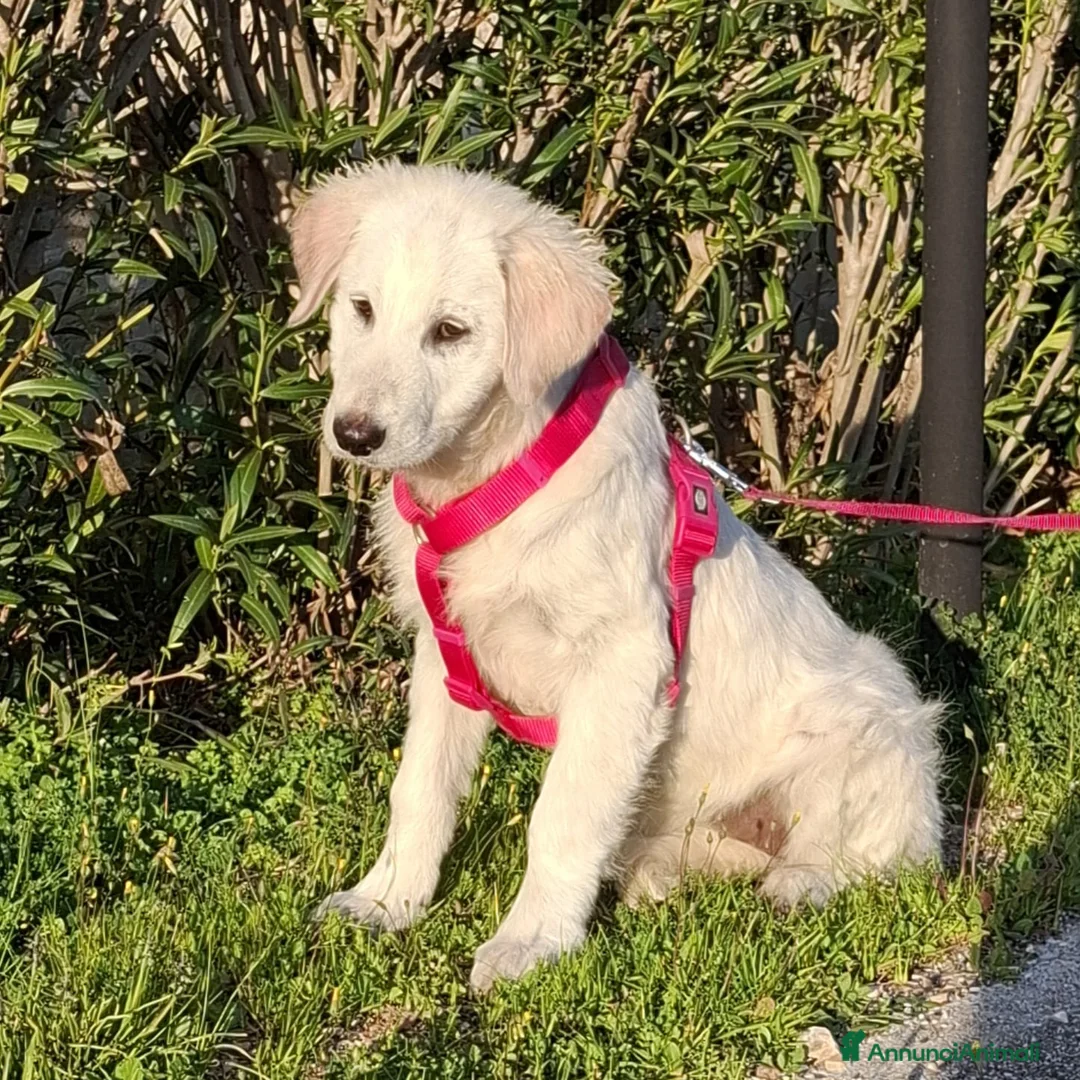 Meticcio cani in regalo: Lava Cerca Famiglia. Info Monica 3890238584 a Provincia di Novara - Annuncio 2