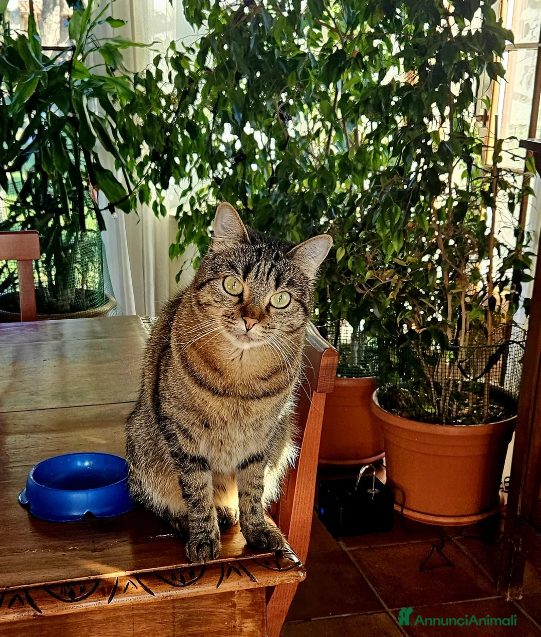 Europeo gatti in regalo: Tigratina  - Annuncio 2