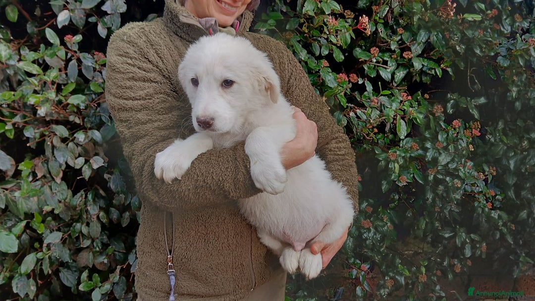 Meticcio cani in regalo: GERONIMO HA BISOGNO DI UNA MAMMA E DI UN PAPA' - Annuncio 2