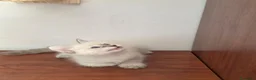 Siberiano gatti in vendita: Cuccioli Neva Masquerade - Annuncio 5