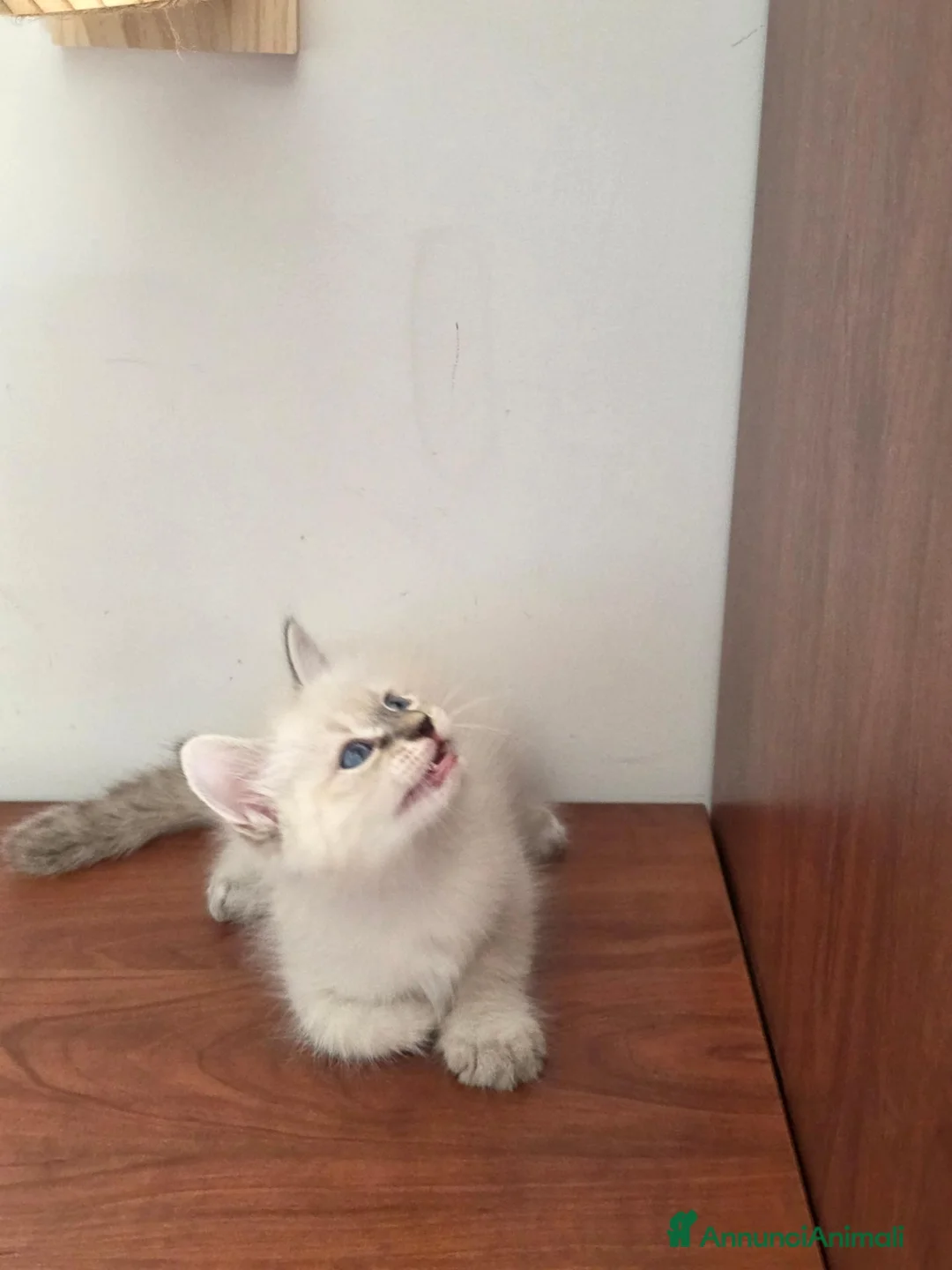 Siberiano gatti in vendita: Cuccioli Neva Masquerade - Annuncio 5