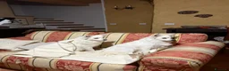 Volpino Italiano cani in vendita: Volpini bianchi italiani  - Annuncio 5