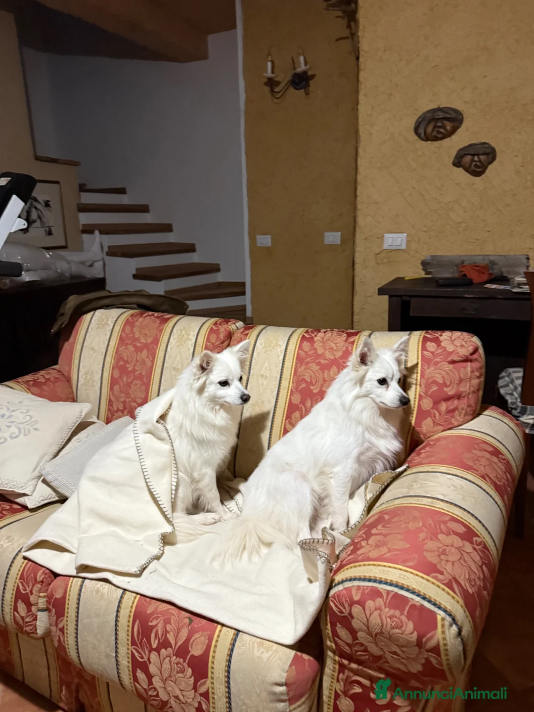 Volpino Italiano cani in vendita: Volpini bianchi italiani  - Annuncio 5