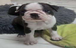 Boston Terrier cani in vendita: Boston terrier con pedigree  a Metropolitan City of Milan - Immagine 4