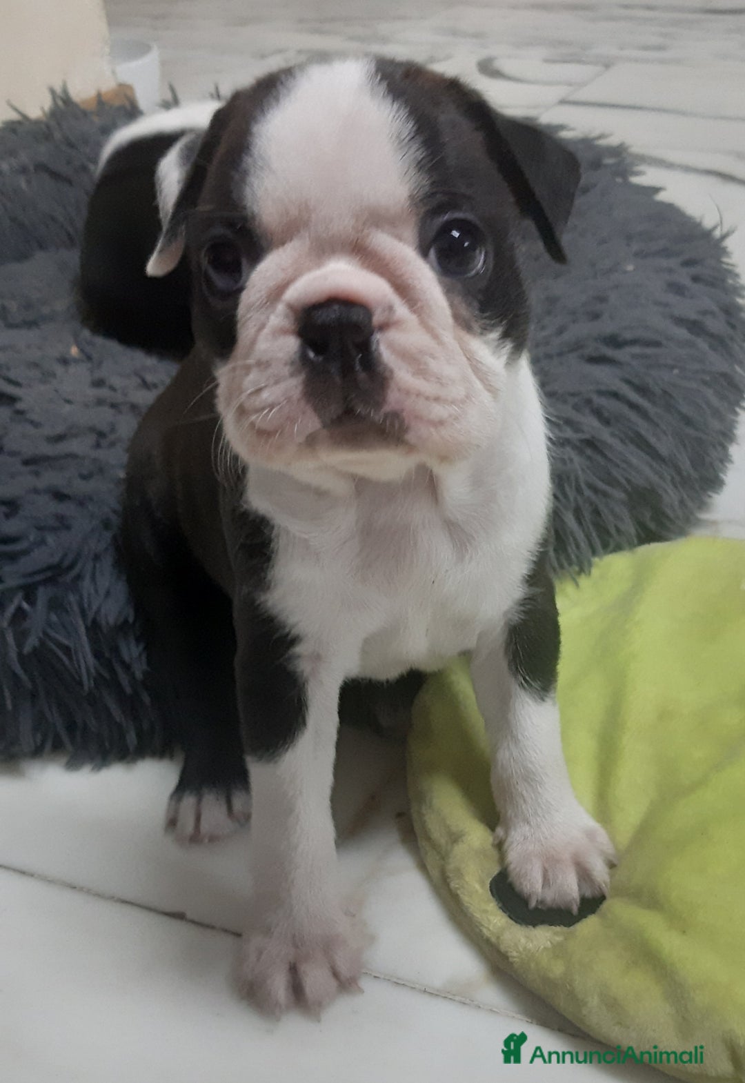 Boston Terrier cani in vendita: Boston terrier con pedigree  a Metropolitan City of Milan - Immagine 4
