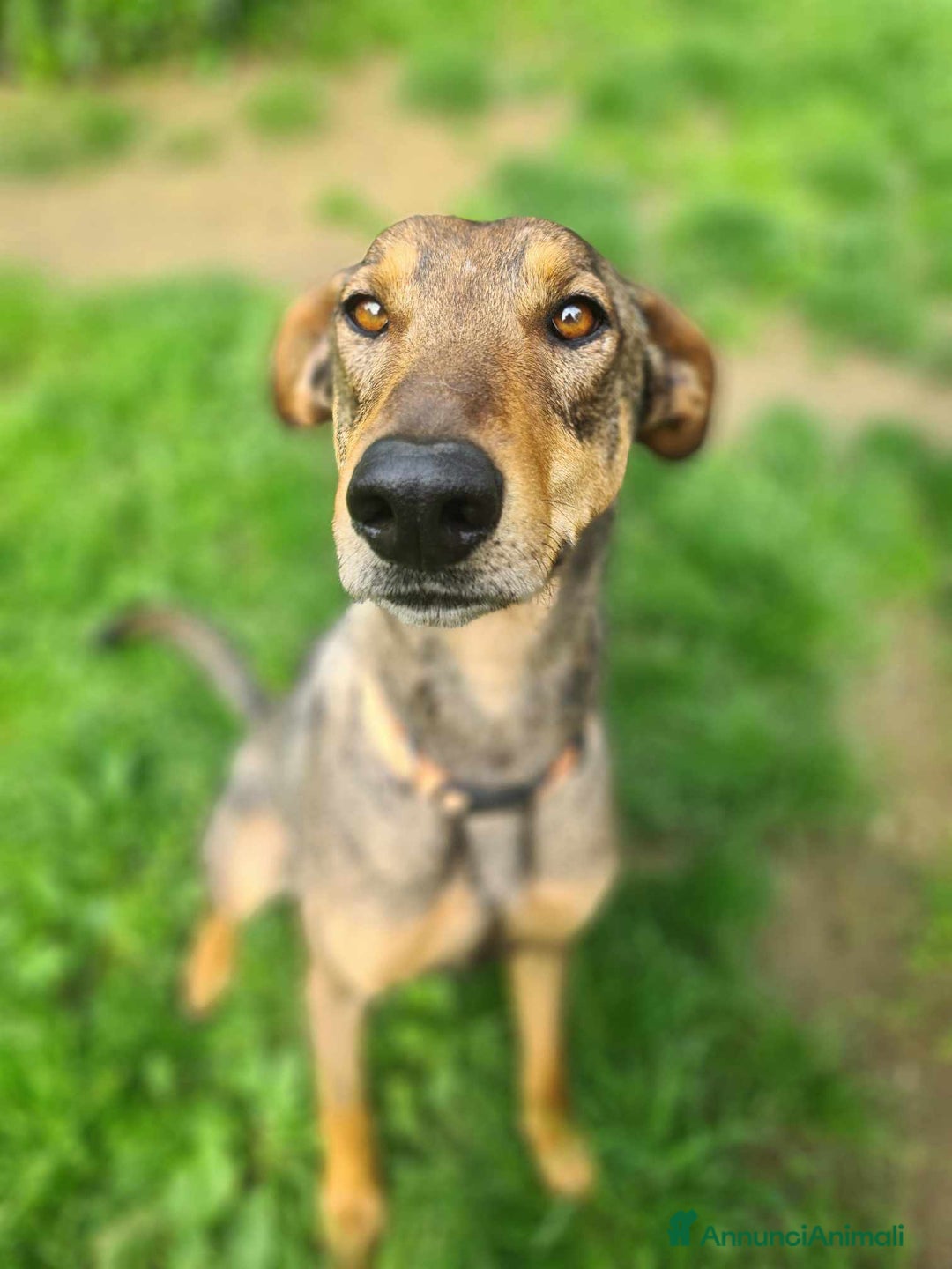 Dobermann cani in regalo: ARTU', magnifico mix DOBERMANN - Annuncio 7