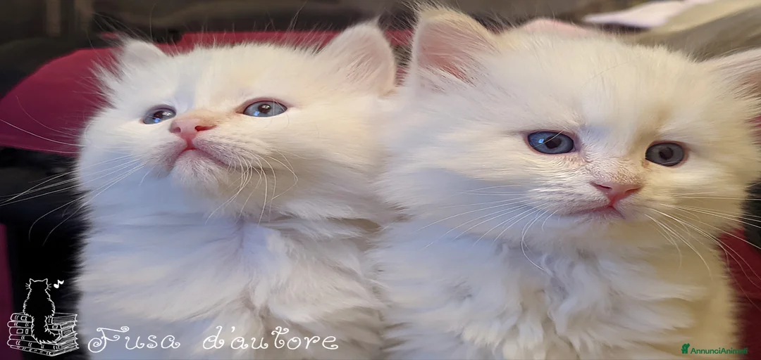 Immagine della galleria {{count}}