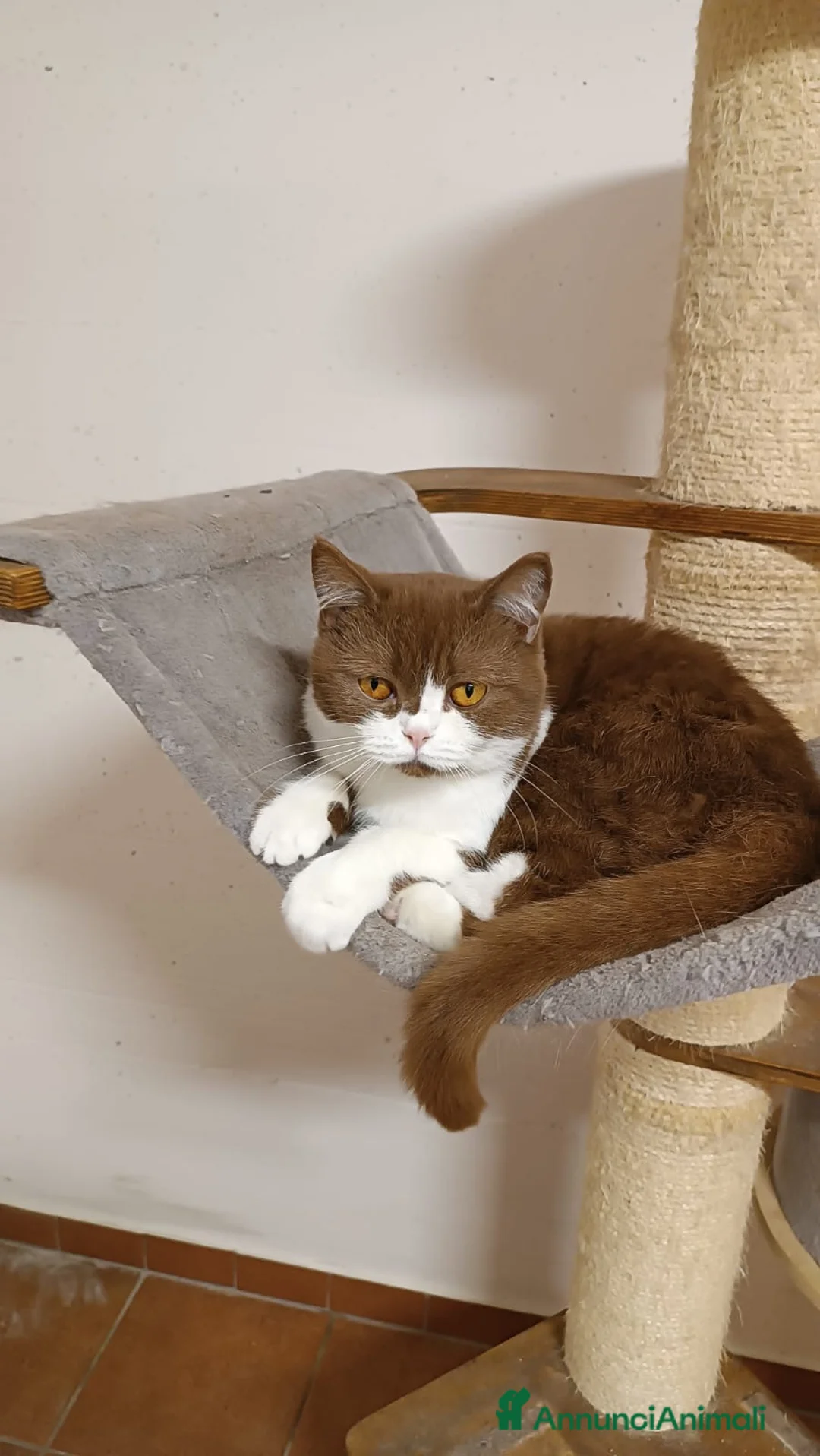 British gatti in vendita: British shorthair  a Provincia di Lodi - Annuncio 1