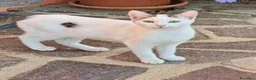 Meticcio gatti in regalo: 3mici sui 4mesi bianco/grigi SOS CASA VOGHERA PV - Annuncio 1