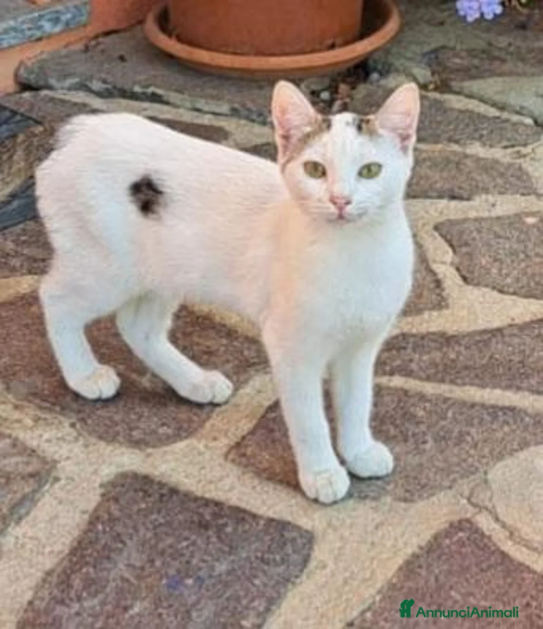 Meticcio gatti in regalo: 3mici sui 4mesi bianco/grigi SOS CASA VOGHERA PV - Annuncio 1