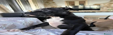 Pitbull Cucciolo 2 - femmina