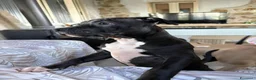 Pitbull cani in vendita: Cuccioli pitbull  - Annuncio 14