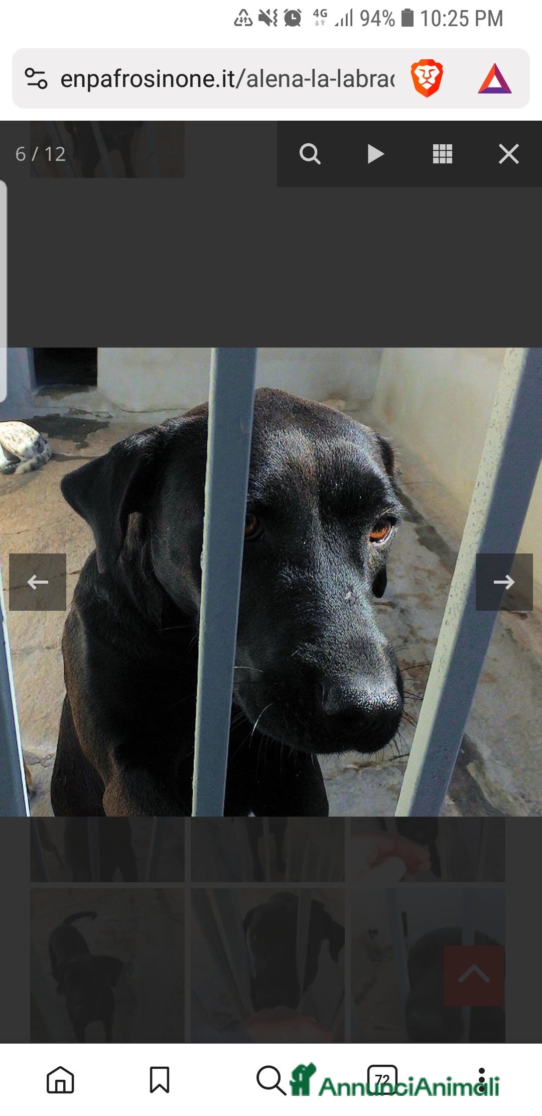 Labrador cani in regalo: ADOZ.DEL CUORE:scaricata instrada da 2 anni in box - Annuncio 4