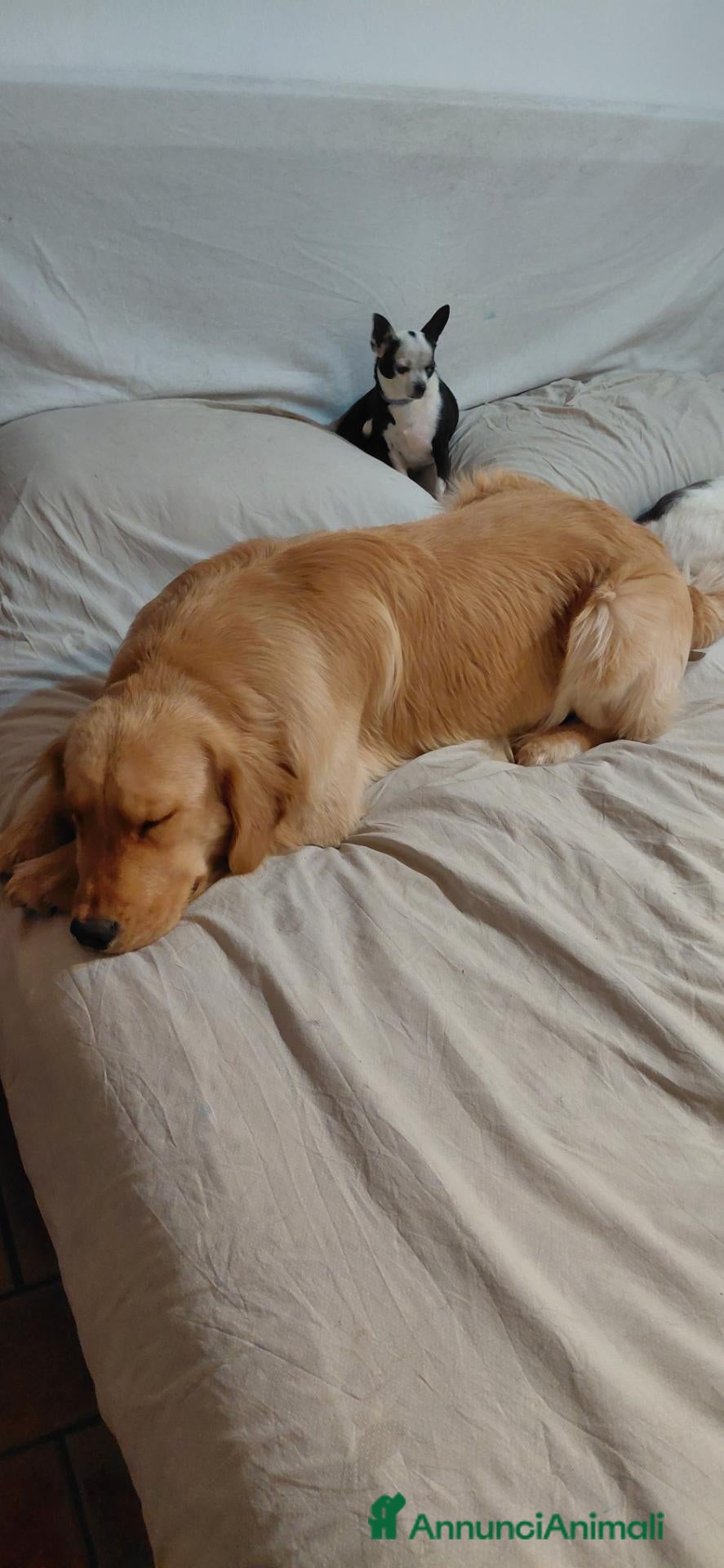 Golden Retriever cani Golden retriver america 15 mesi - Annuncio 7