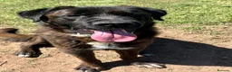 Meticcio cani in regalo: Simil Corso  - Annuncio 2
