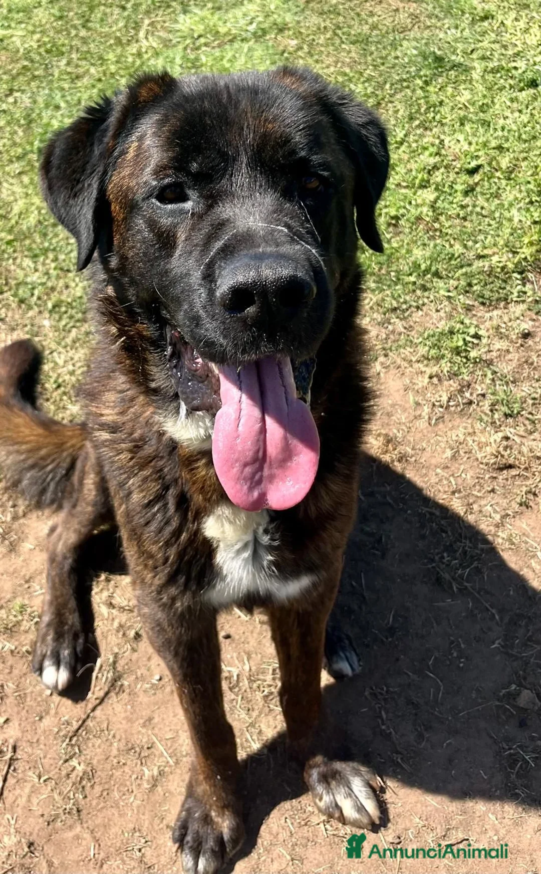 Meticcio cani in regalo: Simil Corso  - Annuncio 2