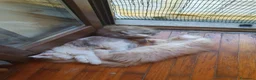 Maine Coon gatti in vendita: Maine coon cuccioli  a Città Metropolitana di Torino - Annuncio 8