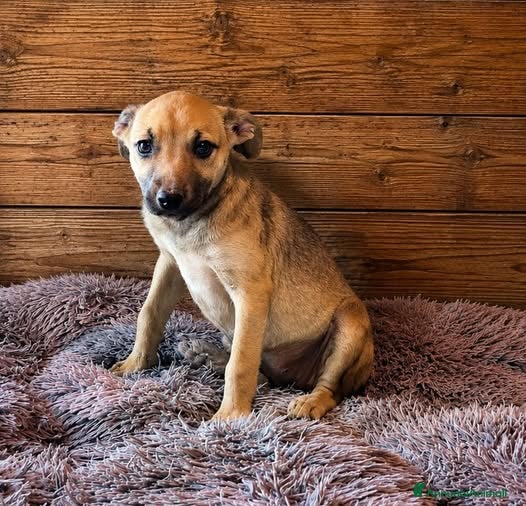 Pinscher Miniatura cani Birba - Annuncio 16