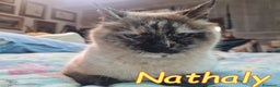 Altre razze gatti in regalo: NATHALY DOLCISSIMA SIMIL SIAMESE - Annuncio 2