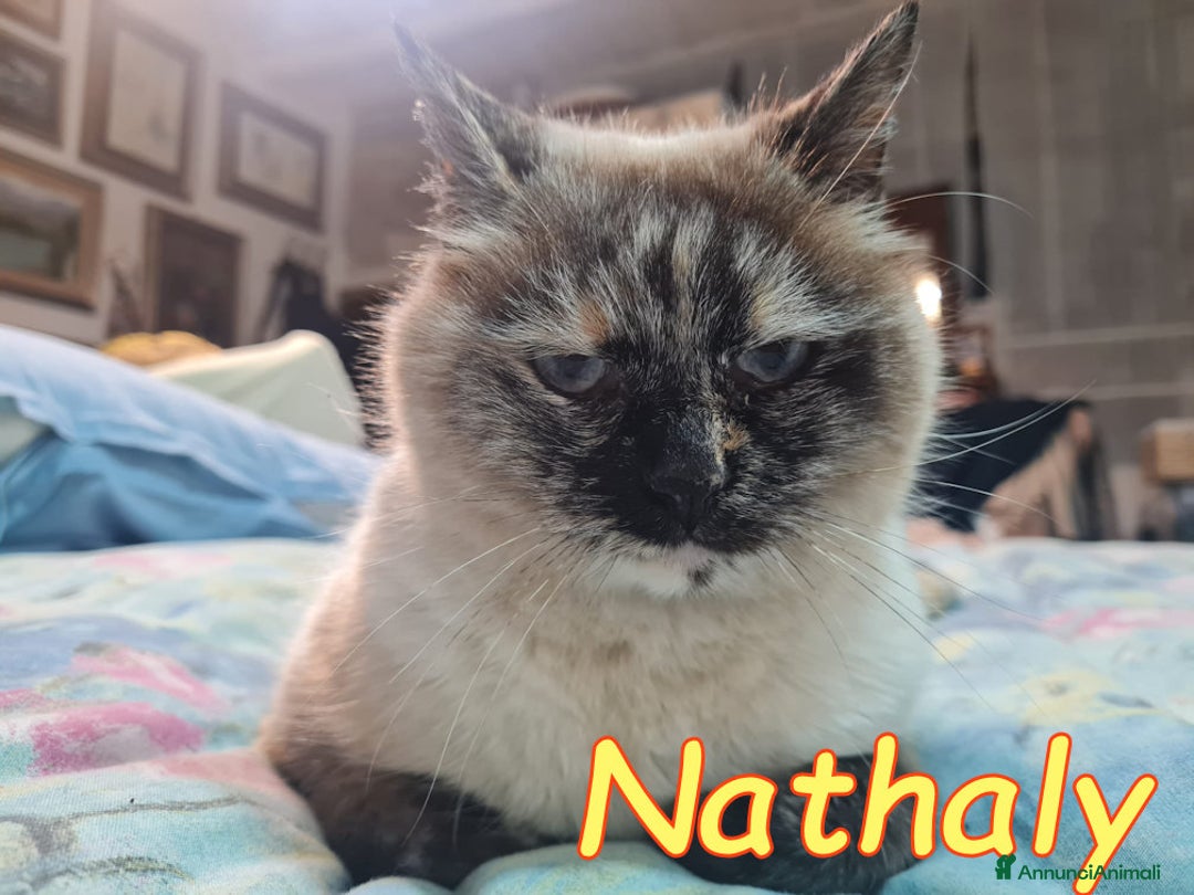 Altre razze gatti in regalo: NATHALY DOLCISSIMA SIMIL SIAMESE - Annuncio 2