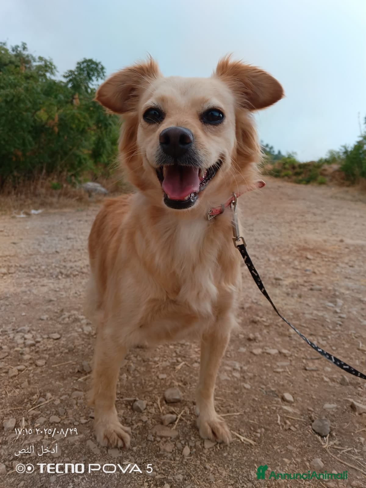 Meticcio cani in regalo: Najma, una dolce e tenera meticcia - Annuncio 4