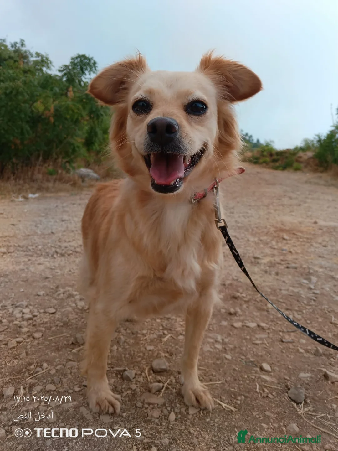 Meticcio cani in regalo: Najma, una dolce e tenera meticcia - Annuncio 1