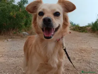 Meticcio cani in regalo: Najma, una dolce e tenera meticcia - Annuncio 4