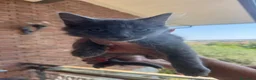 Siberiano gatti in vendita: Cucciolini di gatto siberizno cresciuti in casa - Annuncio 5