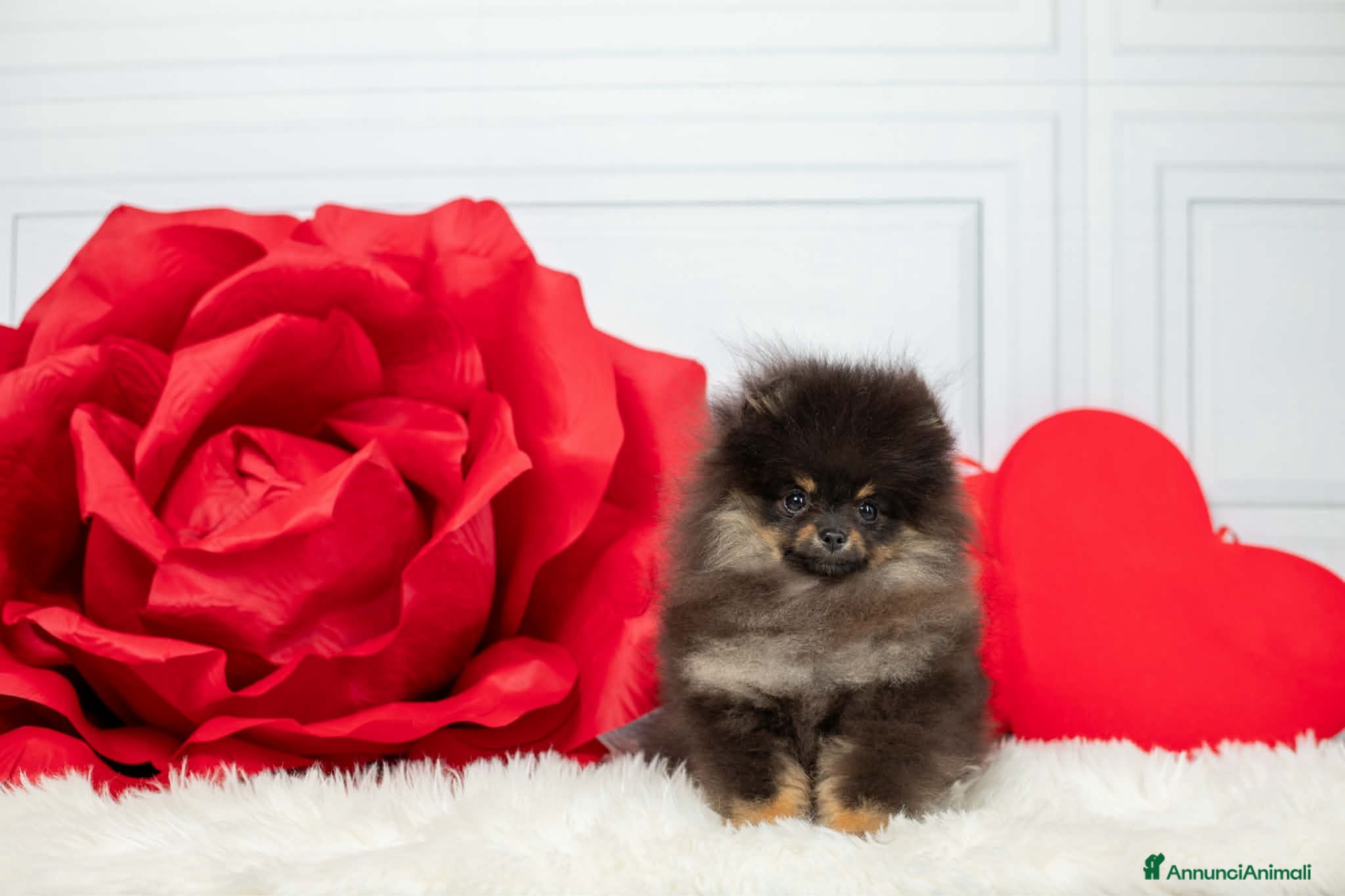 Spitz cani SPITZ FEMMINA B&T - Annuncio 2
