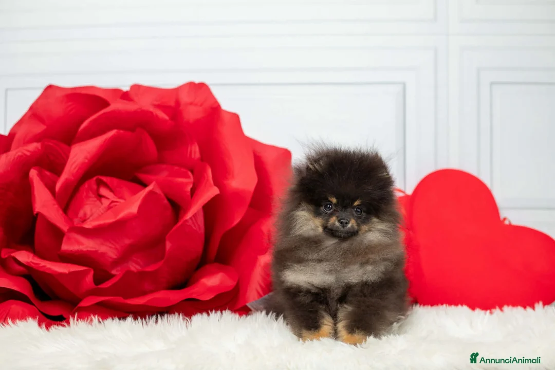 Spitz cani in vendita: SPITZ FEMMINA B&T - Annuncio 1
