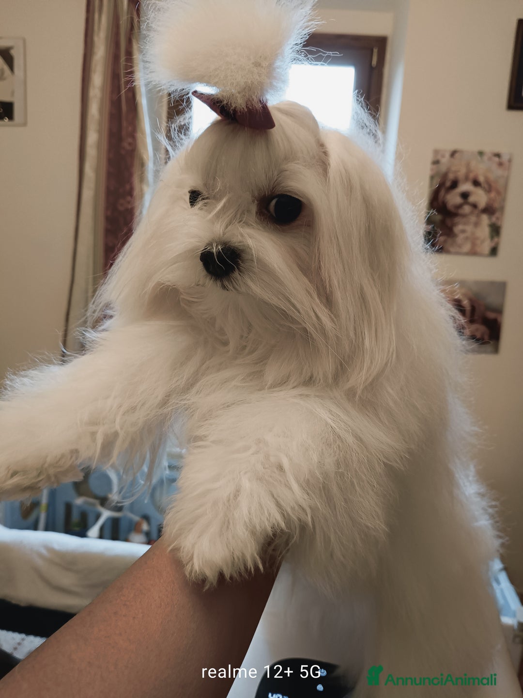 Meticcio cani in vendita: Maltippp  - Annuncio 7