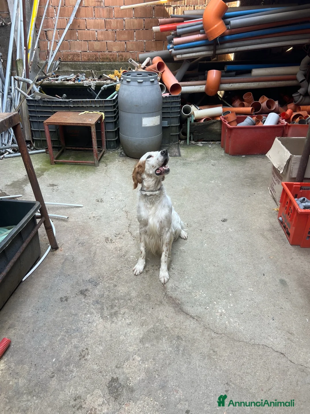 Setter Inglese cani in regalo: Setter da caccia a Provincia di Pesaro e Urbino - Annuncio 4